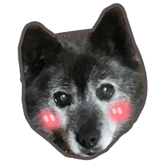 甲斐犬のカイちゃんスタンプ Line スタンプ Line Store