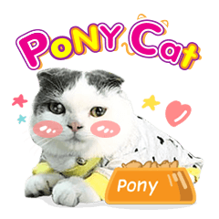 Pony Cat - Cute cat