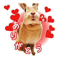 rabbit u-san sticker