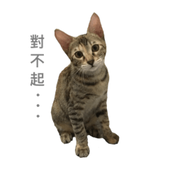 七個月的小喵喵