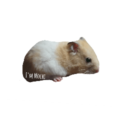 Mochi鼠