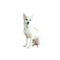 lovely dog sable