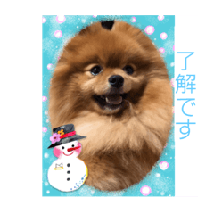 Pomeranian no mocochan_winter stamp