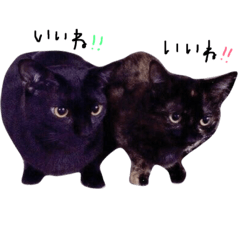 black cat and tortoiseshell cat.