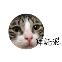 love喵喵物語