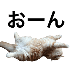 目つきわるいよスコッチくん