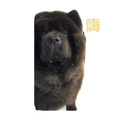 鬆獅黑妹妹