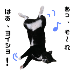 这是一张猫的邮票。