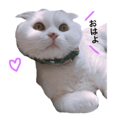 sukoberry stamp