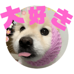 cherry_20181205235212