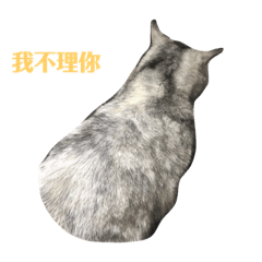 小荔枝成長日記2