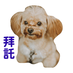 張家Didi