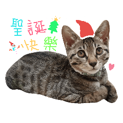 Happy cat welcomes Christmas