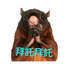 大赤鼯鼠 壯&妹