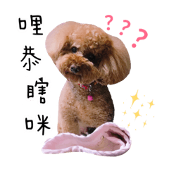 我家萌寵