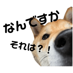 Shiba dog HANA's Stickers