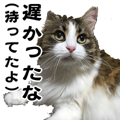 Norwegian Forest Cat japnese stamp