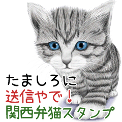 Tamashiro Kansaiben soushin cat