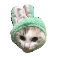 kinako_20181211202833