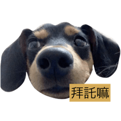 米腸ㄉ廢物狗生