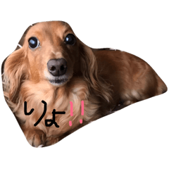 Shelly_20181210103543