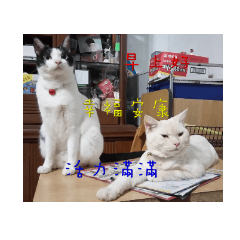 Cat Say Good Morning