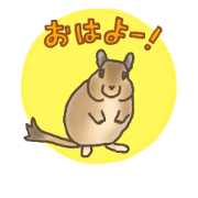 Degu fancy