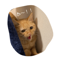 kinako_20181212001018