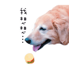 「Toddy」日常篇