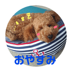 toy poodle stamp basic