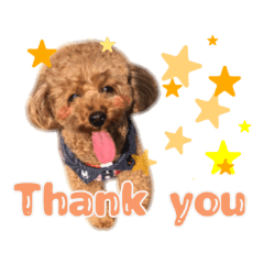 トイプードル Coto かわいい犬ver Line スタンプ Line Store トイプードル Coto かわいい犬ver Line スタンプ Line Store