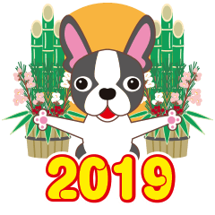 2019 NEW YEAR. Friendly Boston terrier.