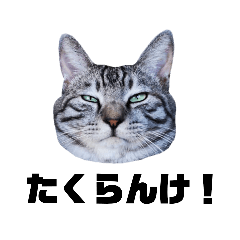 Cats of Hokkaido dialect