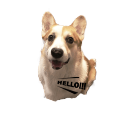 corgi DonDon