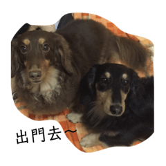 兩隻短腿小臘腸❣️