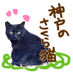 TNR,Sakura cat in KOBE