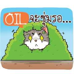 OIL cheeky cat e