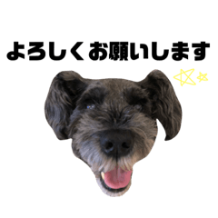 miniature schnauzer_leo