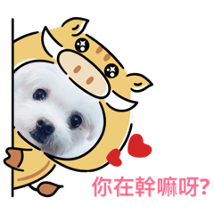 小豬毛妹