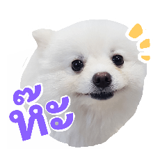 PETCH and PLOY this is a dog