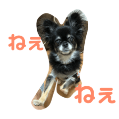 RinRanSabubu