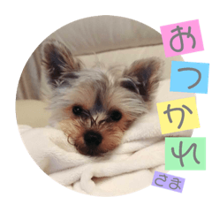 yorkie[moco]