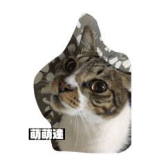 咪咪萌萌噠