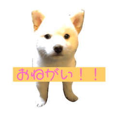 DOG-STAMP_YUKIChan