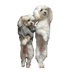 狗的日常表情