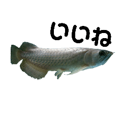 アロワナ こあら Line スタンプ Line Store アロワナ こあら Line スタンプ Line Store