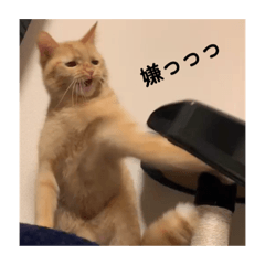 kinako_20181214005407