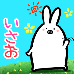 Isao every day rabbit