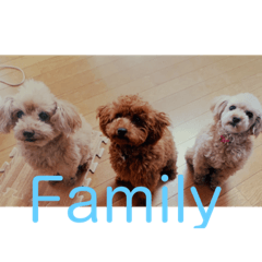 Family three dogs!