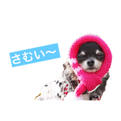 It is a cute stamp of Chihuahuas